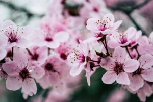 2024 Greater Columbus Cherry Blossom Festival