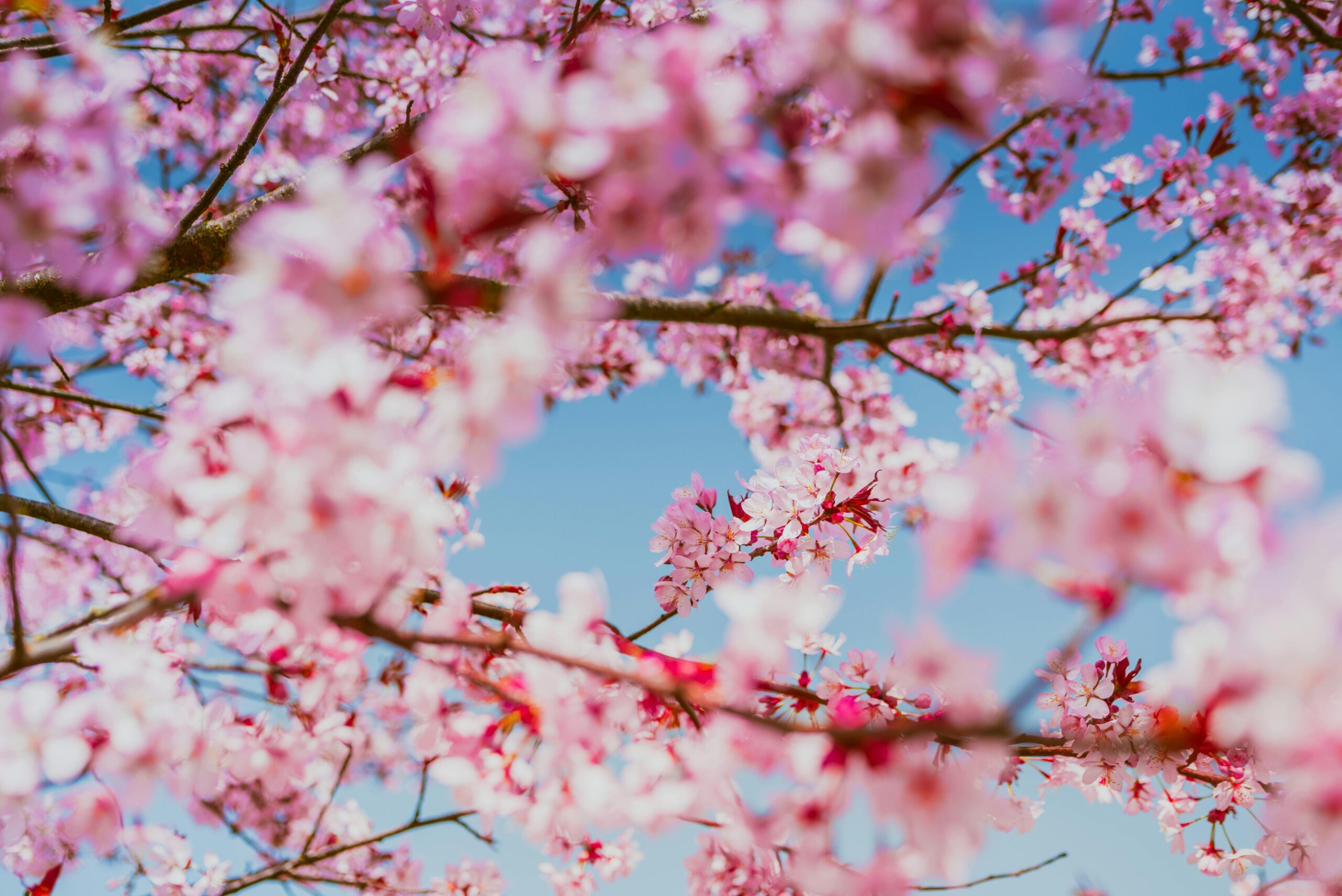 Additional Details for The 2024 Greater Columbus Cherry Blossom Festival